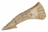Fossil Sawfish (Onchopristis) Rostral Barb - Morocco #219880-1